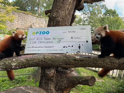 Red Panda Conservation The Buttonwood Park Zoo