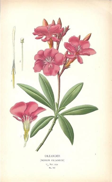 Plant Profile Oleander — The Poisoners Apothecary