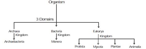 Whittaker 5 Kingdom Classification Biological Classification Biology