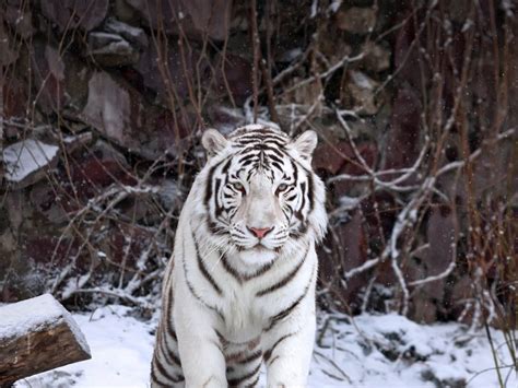 White Tiger Bing Wallpaper Download