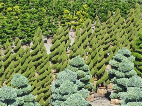 Picea glauca 'conica' spiral 4: Topiaries | Hickory Hollow Nursery and Garden Center ...