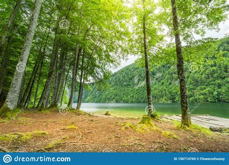 Sunny Summer Landscape Trees And Calm Lake Water Peaceful Nature View