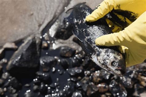 Environmental Consequences Of Oil Spills