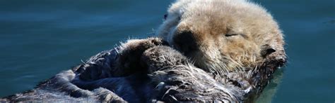 Sea Otter Faunafocus