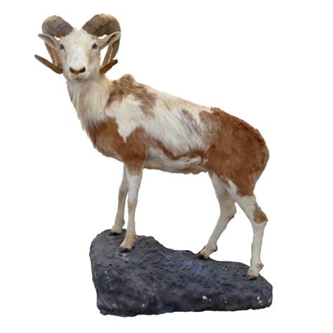 Mouflon Sheep Taxidermy Mounts For Sale And Taxidermy Trophies For Sale