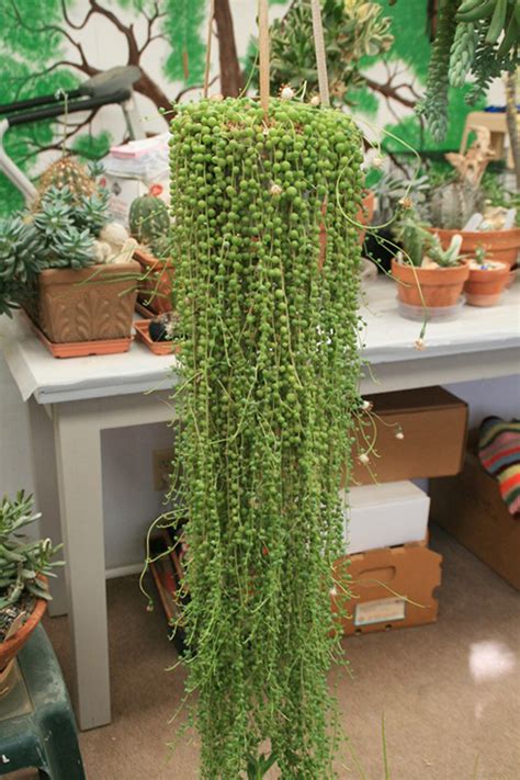 See more ideas about string of pearls, house plants, indoor plants. Somewhere I would like to live: String of pearls
