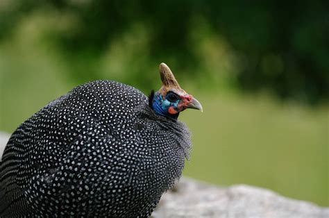 Guineafowl By Suit N Shades On Deviantart