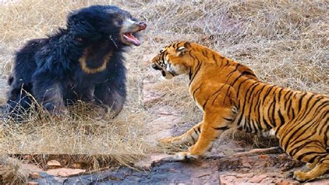Most Amazing Horrible Wild Animal Attacks Craziest Animal Fights