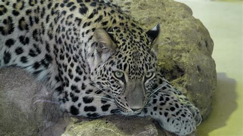 Leopard Tier Groß Kostenloses Foto Auf Pixabay Pixabay