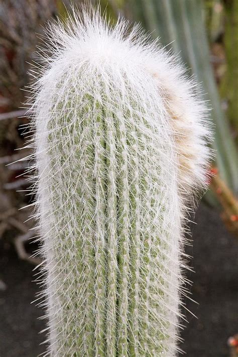 Old Man Cactus Cephalocereus Senilis Photograph By Bob Gibbonsscience Photo Library