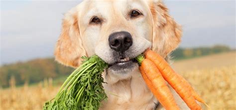 ¿qué Comen Los Perros Guía Alimentación De Los Perros