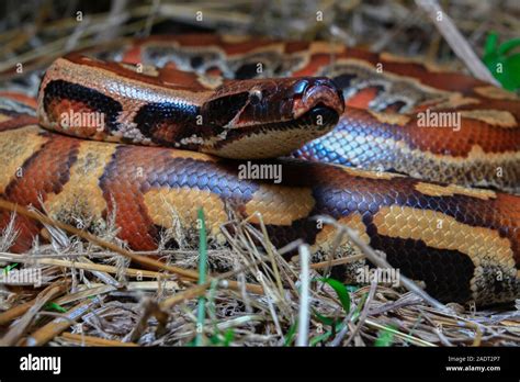 Close Up Sumatran Red Blood Python Python Curtus Brongersmai Stock