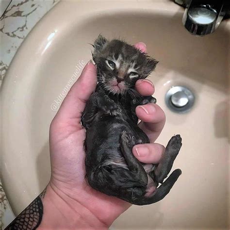 Two Week Old Kitten Rescued Alone And Freezing Fostered Into Happy Out Of This World Playful