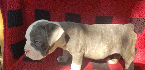 Akc english bulldogs in mississippi. Olde English Bulldogge Puppies For Sale | Breaux Bridge, LA #334273