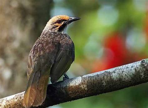 5 Burung Kicau Populer di Indonesia - Article - Plimbi Social Journalism | Plimbi.com