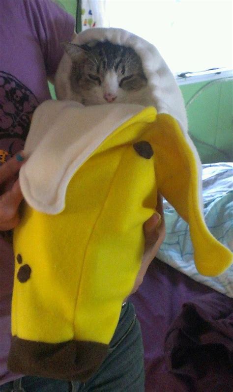 Pin By Angela Thurman On Cats Make Me Happy Banana Costume Cute