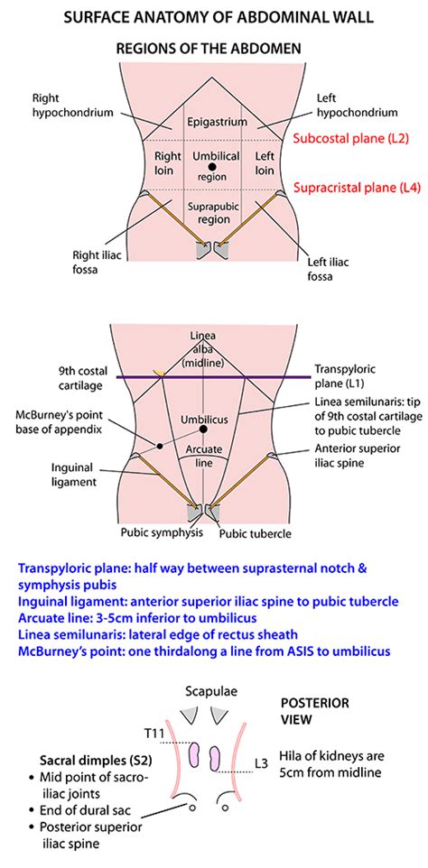 The right and left hypochondriac regions are found superiorly on either side of the abdomen, while. Instant Anatomy - Abdomen - Surface - Abdominal wall