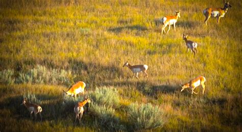 Everything You Need To Know About North Dakotas Pronghorn Hunting