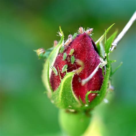 Dealing With Rose Problems — Common Issues And Solutions