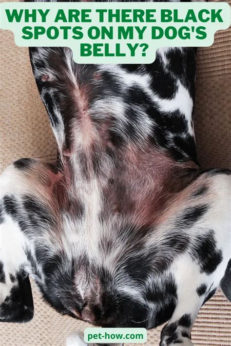 Why Are There Black Spots On My Dogs Belly Answered