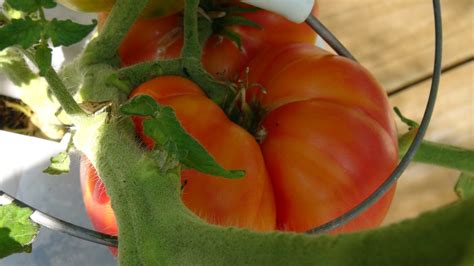 Gold Medal Tomato Hrseeds
