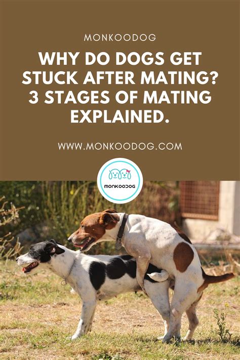 Why Do Dogs Get Stuck After Mating 3 Stages Of Mating Explained Dog