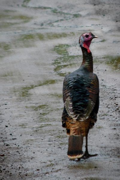 Turkey In The Rain Redheaded Blackbelt