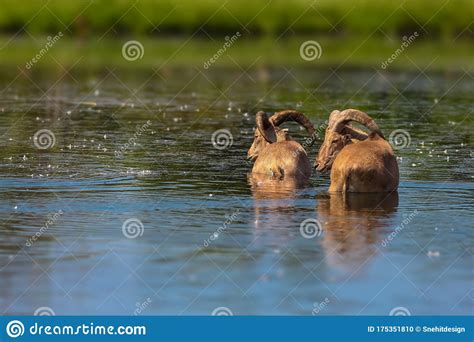 Two Mountain Goats In The Lake Stock Photo Image Of Ovis Fawn 175351810