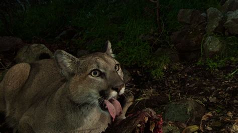 P 33 Female Mountain Lion Tongues Are Specially Adapted Flickr