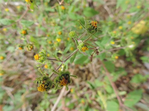Sigesbeckia Orientalis L By Lovena Nowbut On 21 October 2016