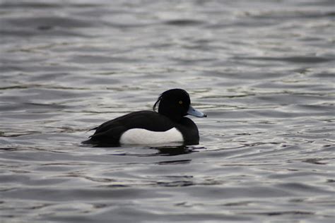 Tufted Duck Male Project Noah