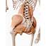 Diagram Of Hipand Backmuscles  Basics Hip Anatomy Mike Scaduto