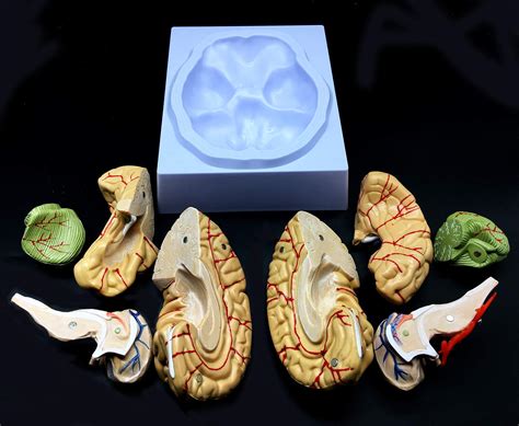 Human Brain Model Anatomically Accurate Brain Model Life Size Human Brain Anatomy For Science