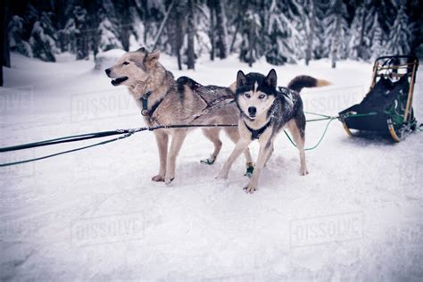 Siberian Huskies Pulling Sledge On Snow Covered Field Stock Photo