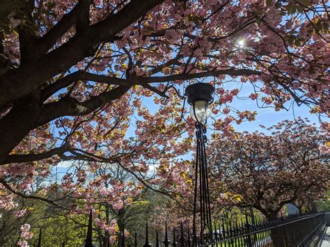 Cherry Blossom Trees The Blue Van Overland Travels