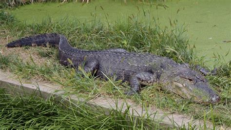 Meet The Amazing Alligator Crocodopolis