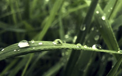 1920x1080 Resolution Closeup Photography Of Water Droplets On Green