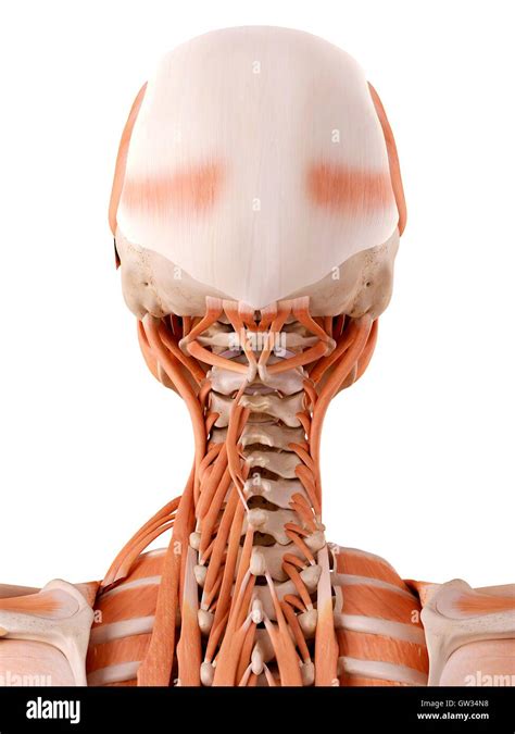 Human Head Muscles Illustration Stock Photo Alamy