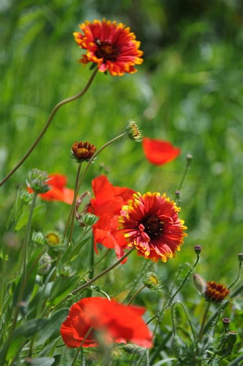 Growing Blanket Flowers - Tip For The Care Of Blanket Flowers