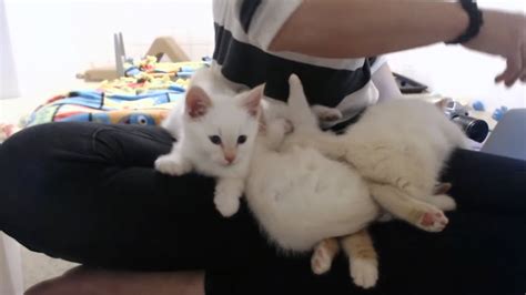 Adorable Lap Of White Kittens Purr After Being Rescued From Trash Can Inner Strength Zone