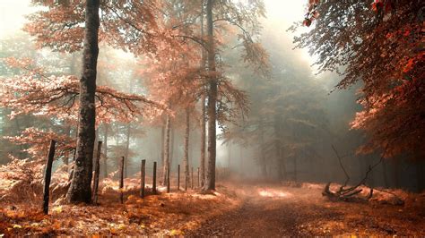Wallpaper Forest Road Fence Fog Red Autumn Landscape 1920x1200 Hd