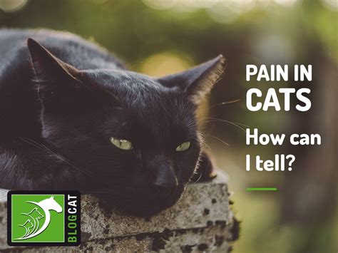 Pain In Cats How Can I Tell If My Cat Is In Pain The Pet Professionals