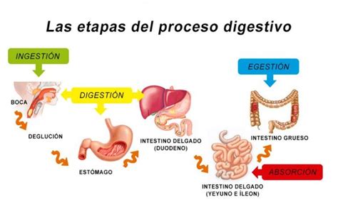 las etapas del proceso digestivo Sistema digestivo para niños