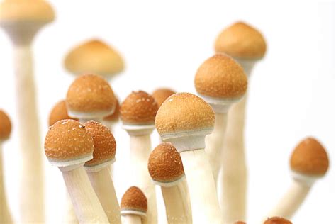 7 Mind Bending Facts About Magic Mushrooms