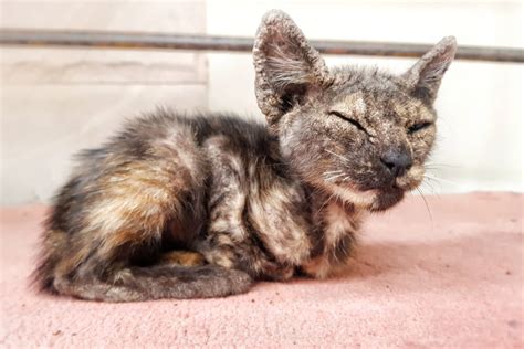 Mange In Cats Causes Symptoms Treatment And Prevention