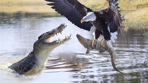 15 Most Deadly Eagle Attacks In The World Youtube