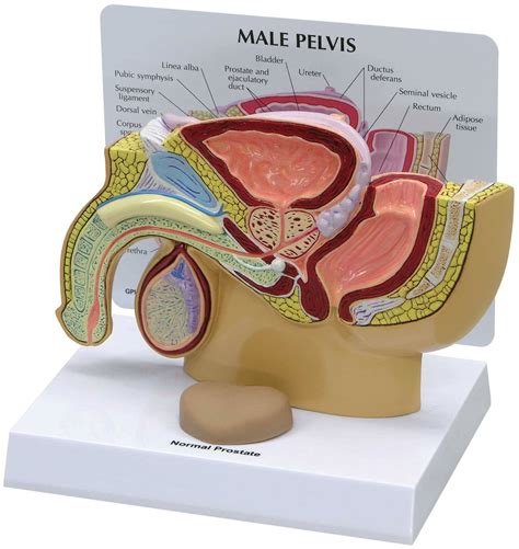 The measurements of each of these regions is important as the fetal head has to negotiate its way through. GPI 3550 Male Pelvis with Prostate Model