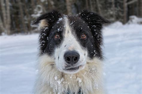 Why Some Dogs Hate Snow Scientific American Blog Network