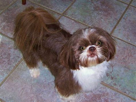 My Shih Tzu Has Eye Problems Syndromes And Infection Treatment