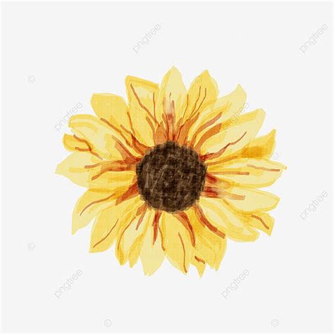 Sunflower Watercolor Png Picture One Sunflower Watercolor Watercolor